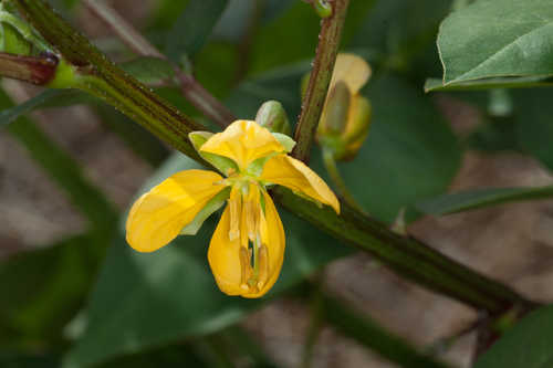 Senna occidentalis #10